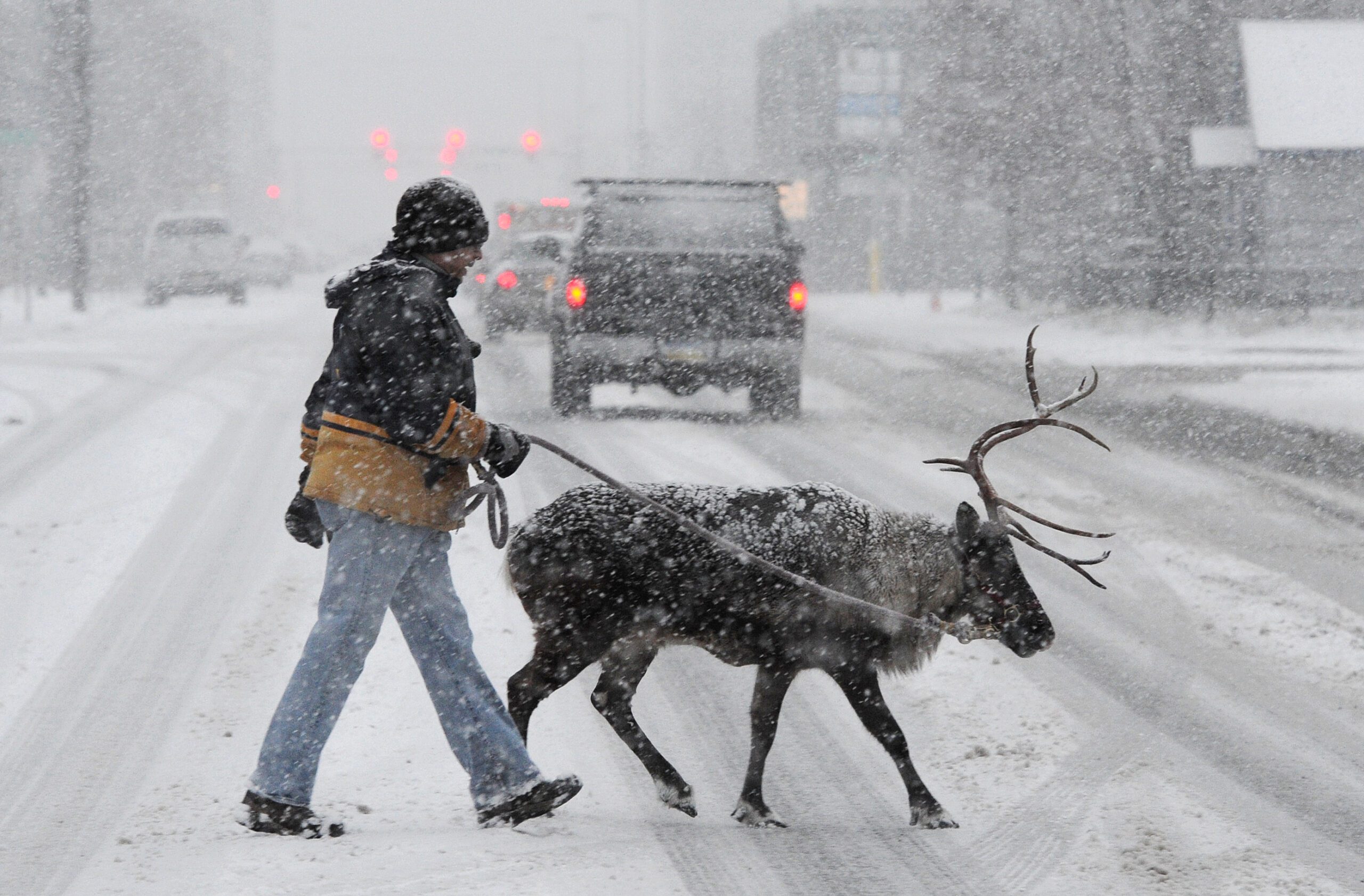 David Hall and Star the Reindeer cross I Street in downtown Anchorage while walking in a snowstorm on Sunday, November 10, 2013.  (Bill Roth / Anchorage Daily News)